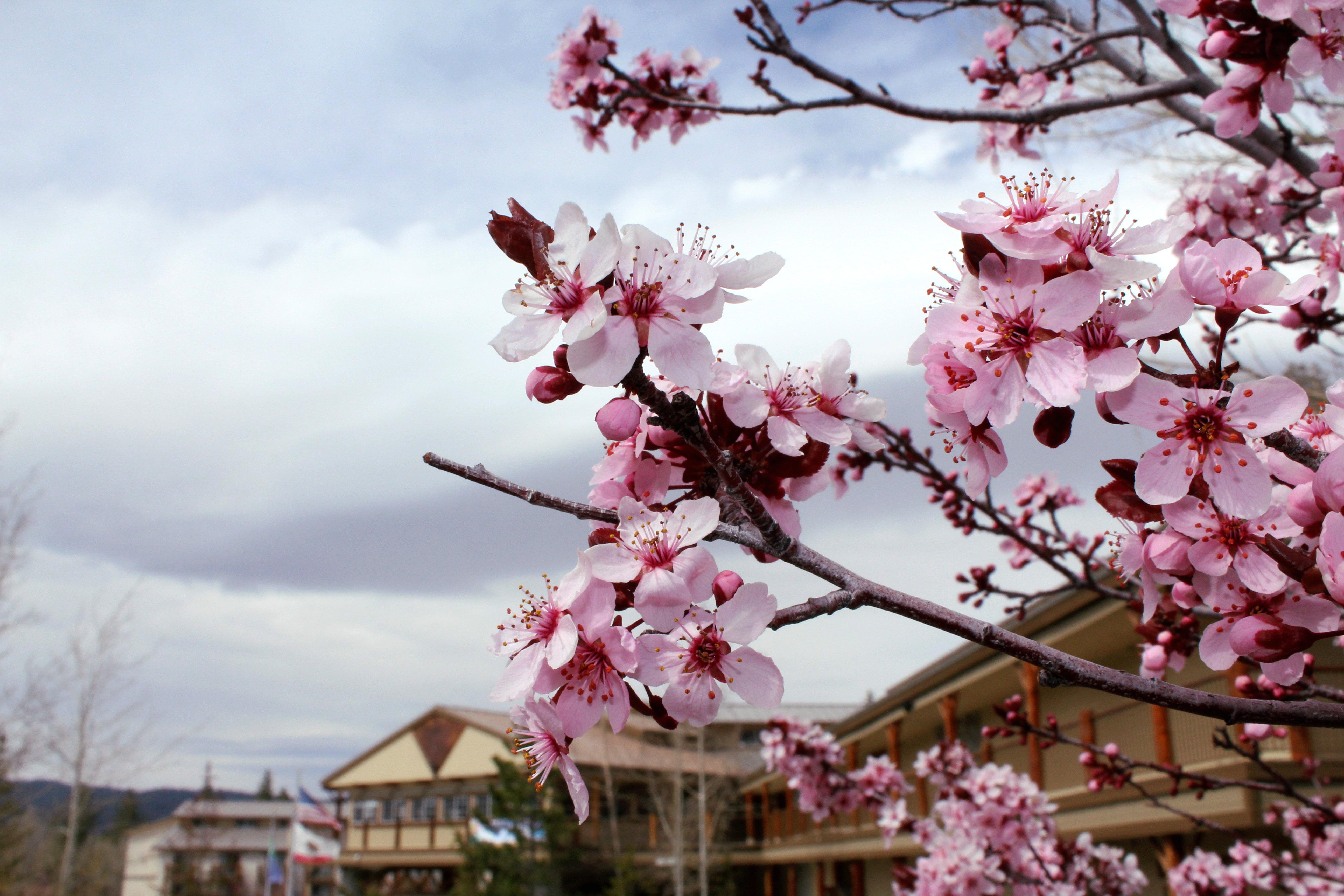 Holiday Inn Resort The Lodge At Big Bear Lake By Ihg Eksteriør bilde